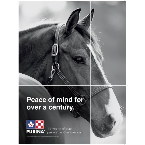 TRANQUILLITÉ D'ESPRIT ÉQUINE AFFICHE 18x24 PURINA ANGLAIS