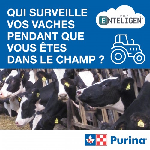 FRANCAIS, PUBLICATION QUI SURVEILLE VOS VACHES..., PURINA