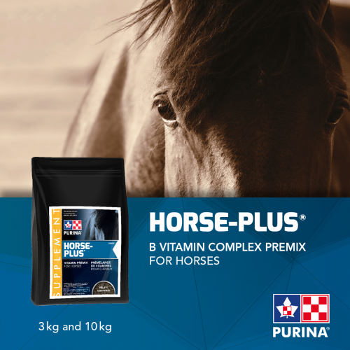 ANGLAIS, PUBLICATION HORSE-PLUS