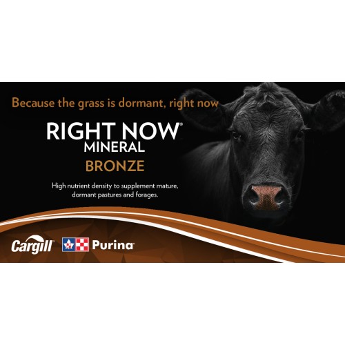 ANGLAIS, RIGHT NOW BRONZE PURINA