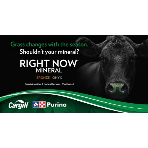 ANGLAIS, RIGHT NOW BRONZE ONYX PURINA