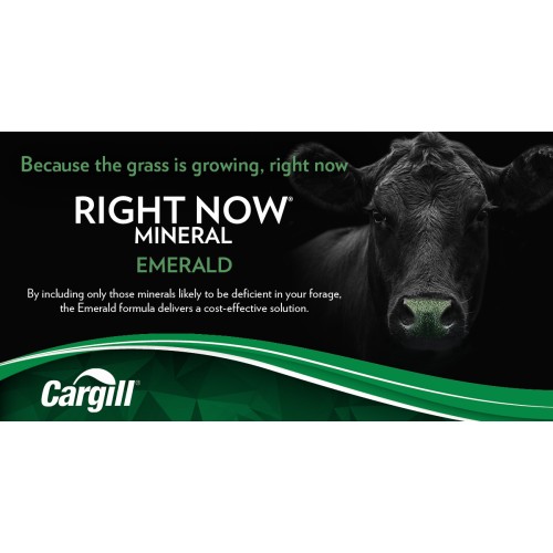 ANGLAIS, RIGHT NOW EMERALD CARGILL