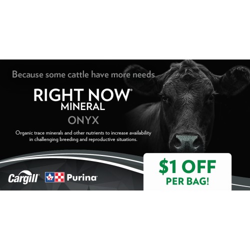 ANGLAIS, RIGHT NOW ONYX PURINA 1$