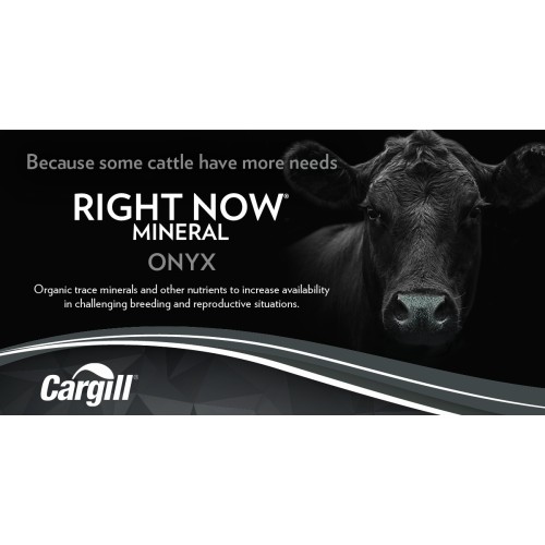 ANGLAIS, RIGHT NOW ONYX CARGILL