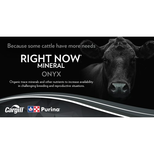 ANGLAIS, RIGHT NOW ONYX PURINA