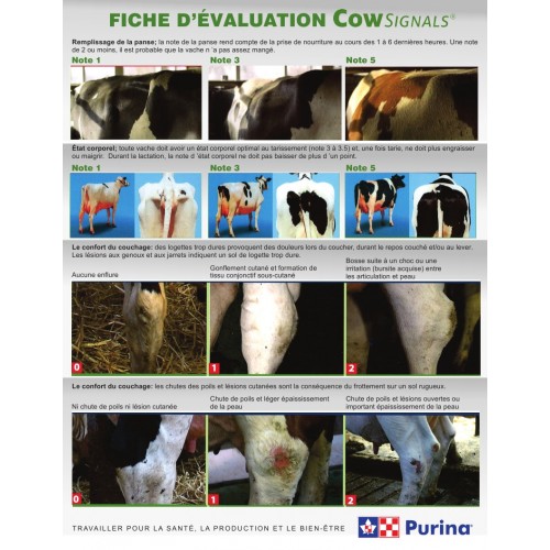 FRANCAIS, FICHE D'EVALUATION COW SIGNALS