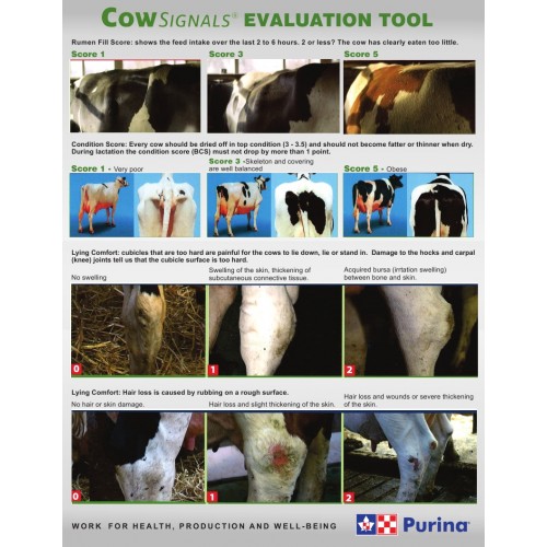 ANGLAIS, COW SIGNALS EVALUATION TOOL